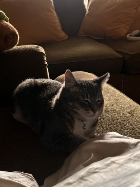 beautiful gray tabby for sale