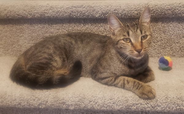 Rehoming Cocoa, a Healthy and Fully Vaccinated Tabby