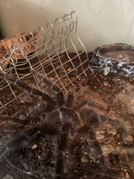 Salmon Pink Birdeater Tarantula