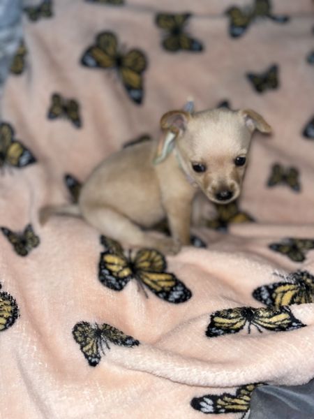 Teacup/miniature chihuahua