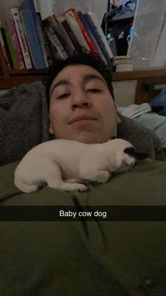 Adorable Teacup Chihuahua