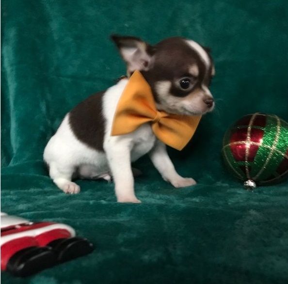 TEACUP AKC Chihuahua Puppies