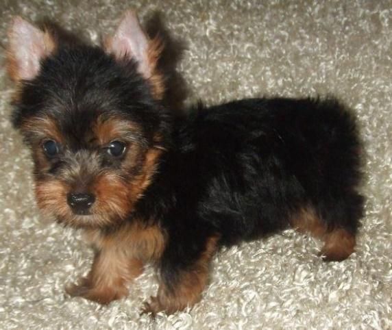 Cute Tea Cut puppies Available.