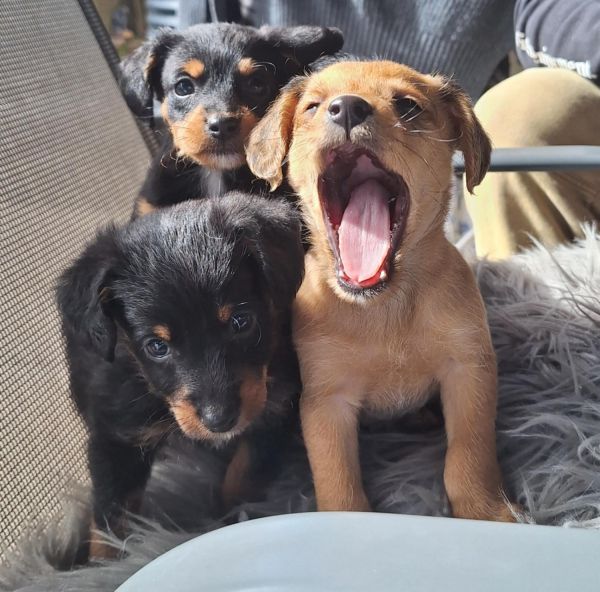 Toy poodle cross Tenterfield terrier pups