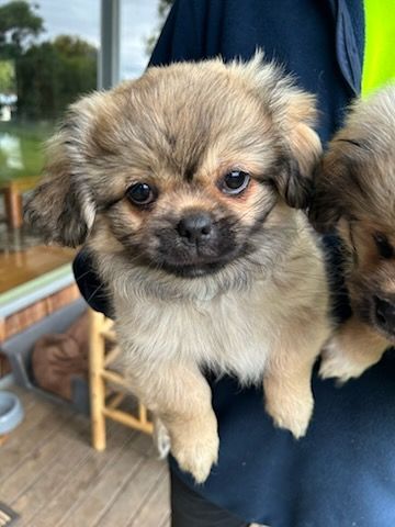 Tibetan Spaniel Puppies