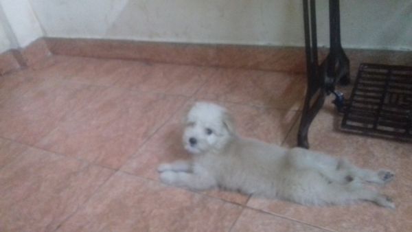 Ttibetan Terrier female