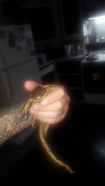 Tiger stripped geico