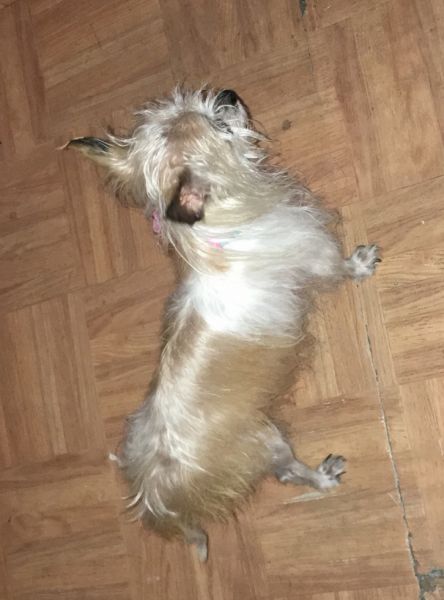 Chorkie dog full grown potty trained and a great companion