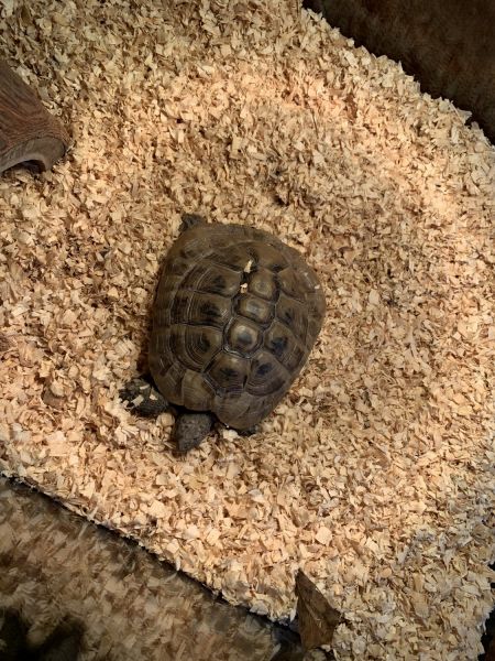 Tortoise for sell