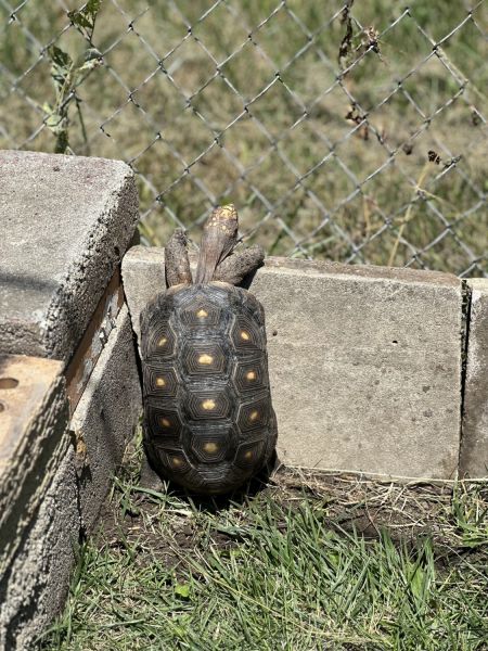 Yellow footed tortoise