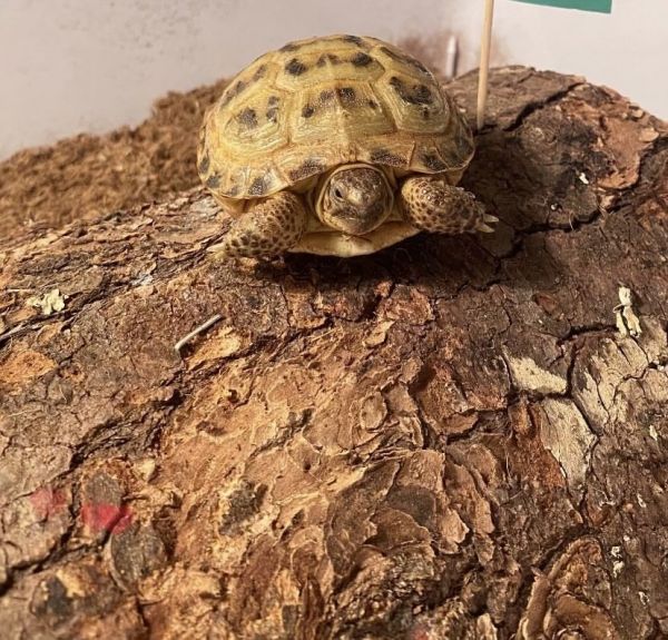 Russian Tortoise