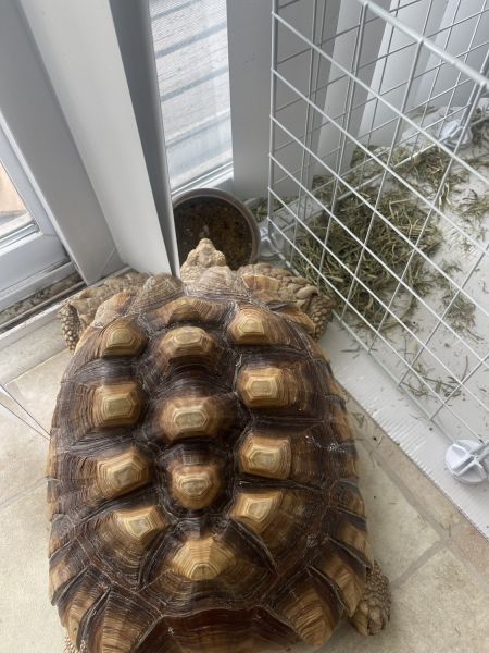 Geochelone Sulcata