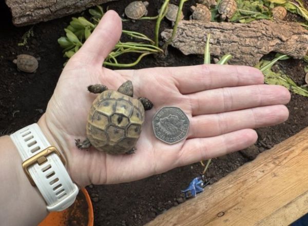 Hermann tortoise 2025 hatchlings for sale