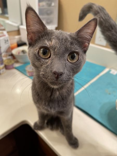 Dilute tortie kitten(s) for sale