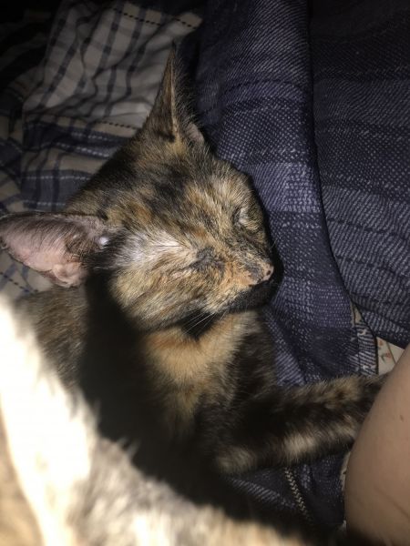 Beautiful female Tortoise shell cat