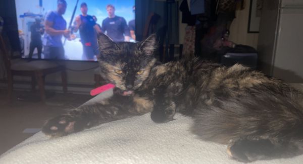 Selling my tortoiseshell kitten