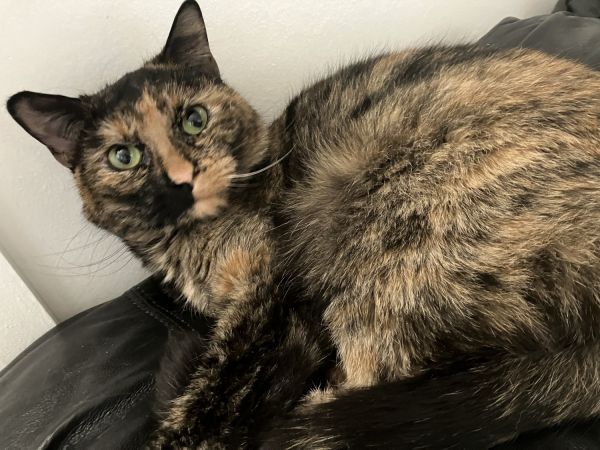 Sweet tortoiseshell 5 year old female cat FREE to loving home
