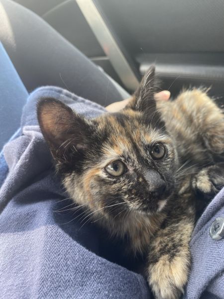 Female Tortie Kitten