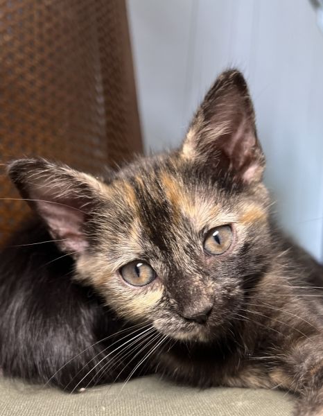 Beautiful Tortishell kitten