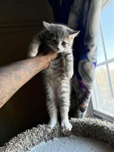 Tortoise Kitten For Sale