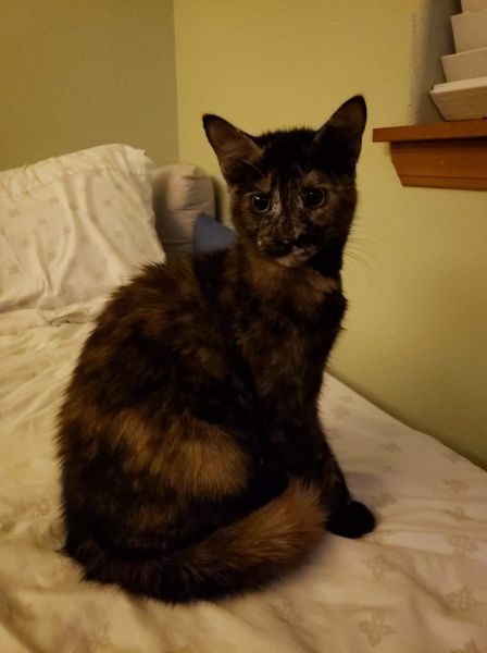 Female kitten to good home