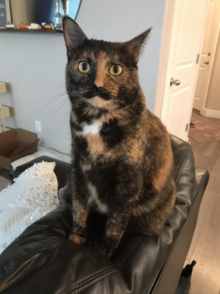 Tortoiseshell cat for sale