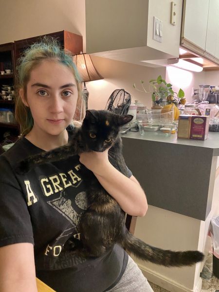 Cat for sale needs a loving new home