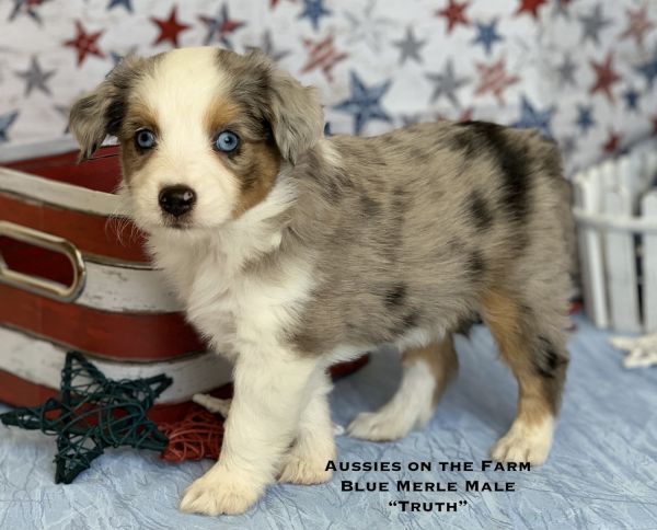  Truth  Toy/Mini Aussie