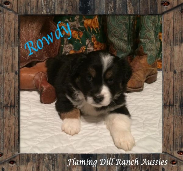 ASDR Black Tri Male Aussie