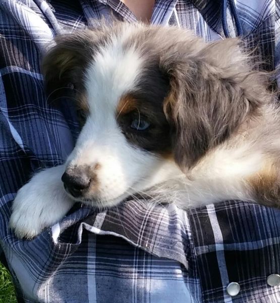 Toy Australian Shepherd for sale