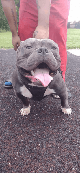 American bully