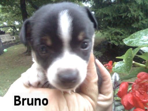 Bruno ***