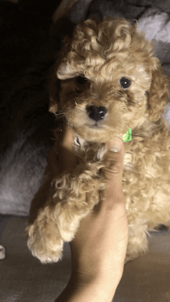 Toy poodle
