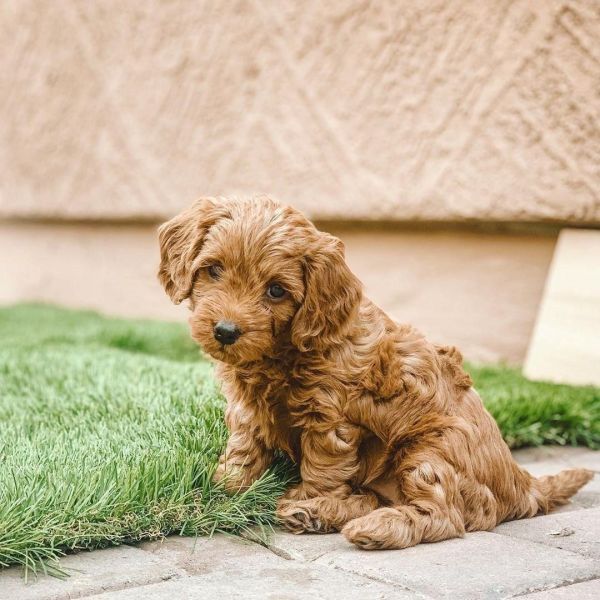 Toy Poodle puppies