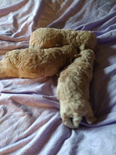 Toy poodle female CKC