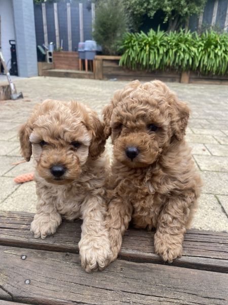 Toy poodle puppies Purebred