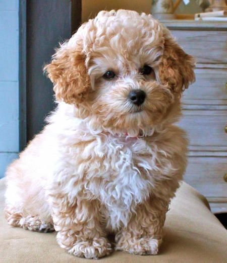 TOY POODLE PUPPIES AVAILABLE