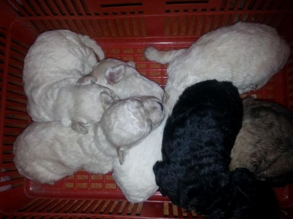 toy poodle puppies