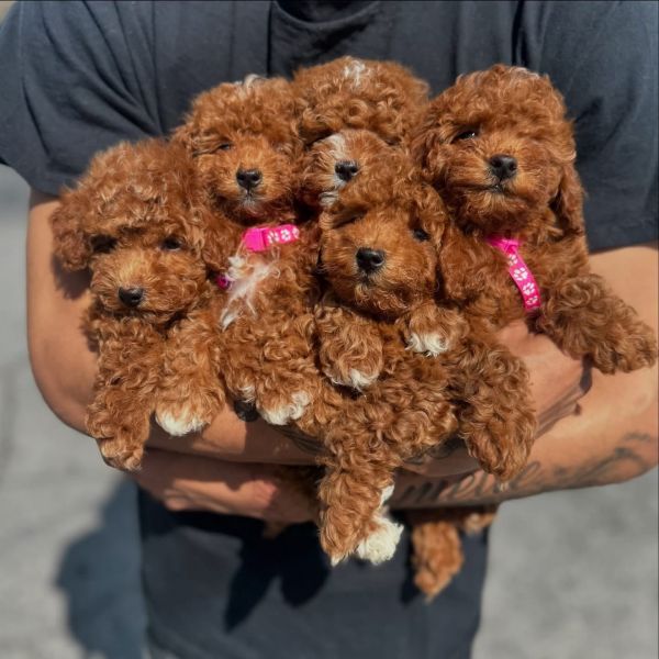 Healtht Poodle puppies