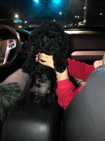 Male and female Toy Poodle for sale