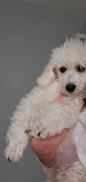 Toy Poodle for sale