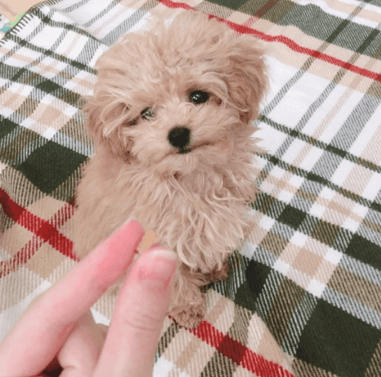 AKC Purebred poodle pups