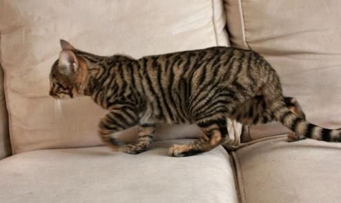 Superb Toyger Kittens