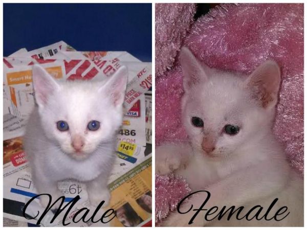Turkish Angora Kittens