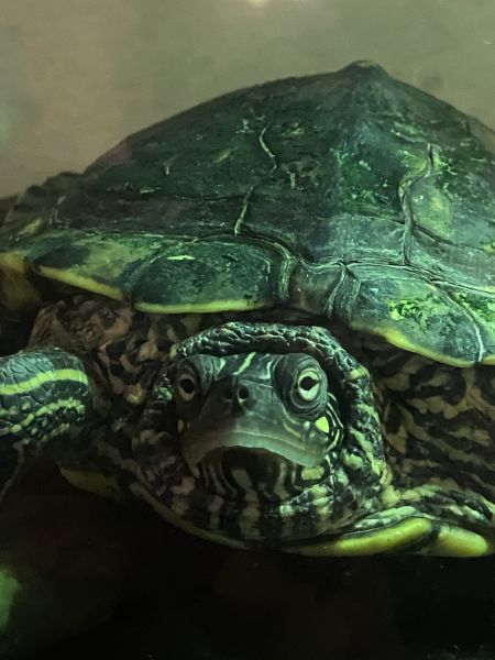 Male Yellow-Bellied Slider Turtle