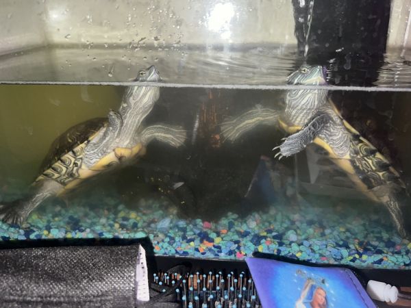 Red eyed slider turtle