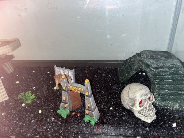 Turtles And Turtle Tank Decor *NEED GONE*