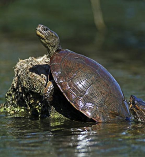 FREE turtles to good home