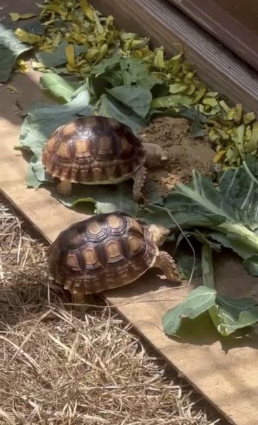 Sulcata Tortoise
