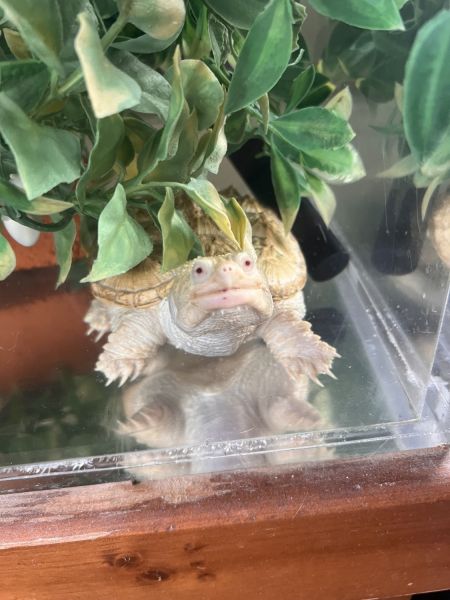 Albino Florida snapping turtle